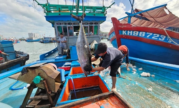 Hiện nay ngư dân các tỉnh Nam Trung bộ bước vào vụ chính 'săn' cá ngừ đại dương. Ảnh: KS.