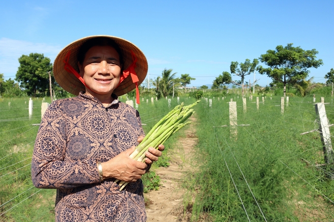 Măng tây xanh, sản phẩm nông nghiệp đặc thù cho lợi nhuận kinh tế cao cho nông dân Ninh Thuận. Ảnh: V.Đ.T.