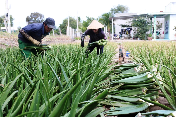 Nông dân TP Phan Rang - Tháp Chàm (Ninh Thuận) trồng nha đam cho lợi nhuận kinh tế cao. Ảnh: V.Đ.T.