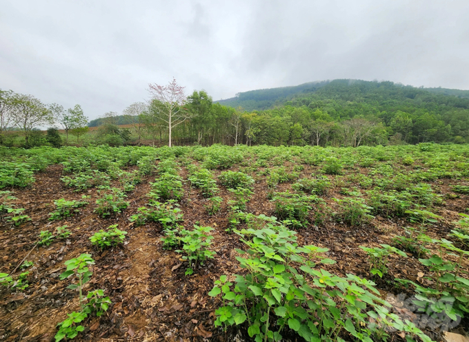 Cây gai xanh được trồng tại nhiều địa phương trong tỉnh Thanh Hóa. Ảnh: Quốc Toản.