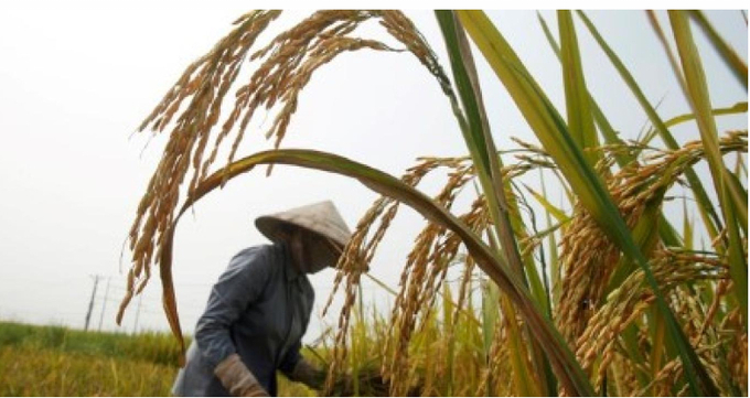 Thailand's 5% broken rice prices RI-THBKN5-P1 were quoted at $655-$660 per metric ton, its highest since early October, 2008, versus last week's $646-$650.