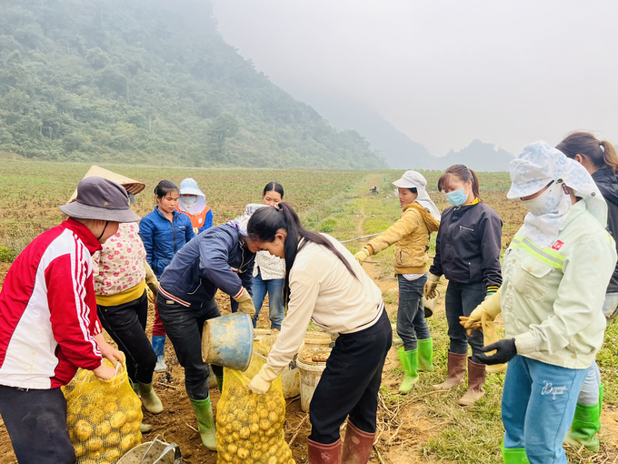 Thu hoạch khoai tây trồng tại HTX Sản xuất rau hữu cơ V.organic để xuất bán cho các công ty chế biến thực phẩm ở Hà Nội.