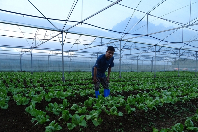 Nhà kính trồng rau của HTX Sản xuất rau hữu cơ V.organic ở xã Quyết Chiến (Tân Lạc) để xuất khẩu sang Hàn Quốc.