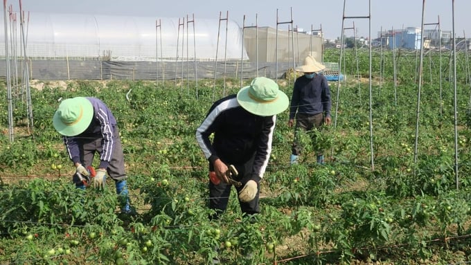 Nâng cao giá trị trên một đơn vị diện tích là vấn đề được nhiều đại biểu quan tâm tại Hội nghị Thủ tướng đối thoại nông dân. Ảnh: Linh Linh.