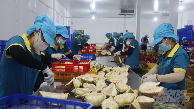 Kim ngạch xuất khẩu rau quả của Việt Nam trong năm 2023 ước đạt gần 6 tỷ USD. Ảnh: Trần Trung.