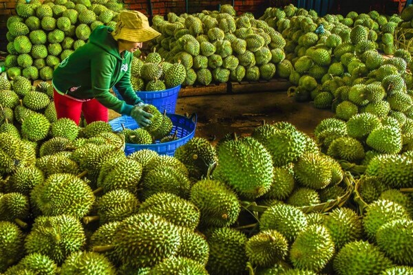 Sầu riêng của Việt Nam cũng là mặt hàng nông sản xuất sang thị trường Trung Quốc.