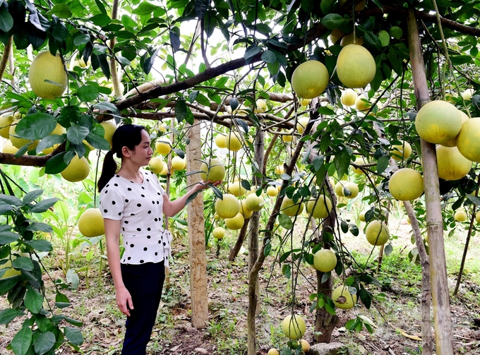 Năm 2023, diện tích cây trồng sản xuất theo tiêu chuẩn VietGAP, hữu cơ... của tỉnh Tuyên Quang chỉ đạt  81,4% kế hoạch,. Ảnh: Đào Thanh.
