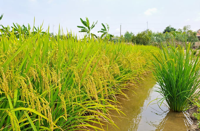 Sản lượng lúa gạo Việt Nam tiếp tục ổn định trong năm 2023. Ảnh: Thanh Sơn.