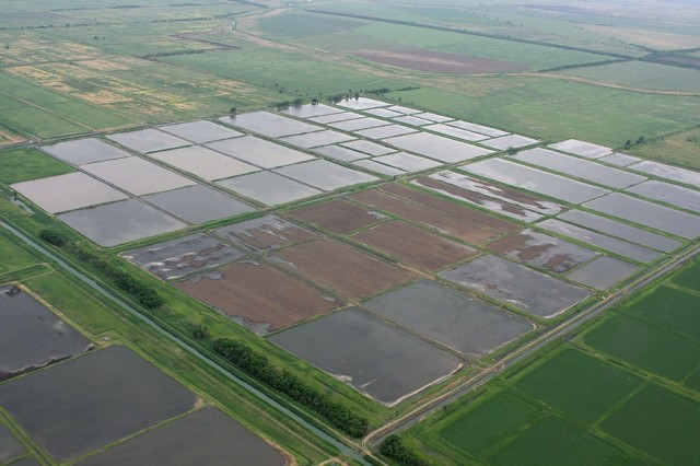 Một cánh đồng lúa ở Krasnodar, miền nam nước Nga. Ảnh: Russia Farmland.