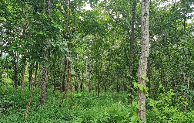 Bình Thuận có tỷ lệ che phủ rừng đạt 43%. Ảnh: KS.