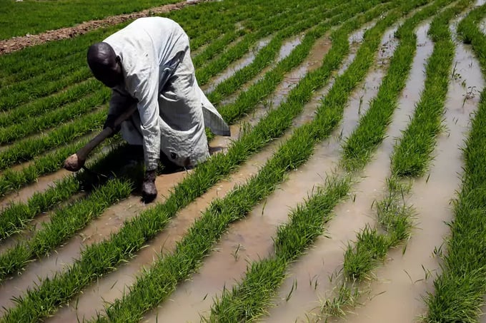 Rice farmers in Bauchi region, Nigeria.