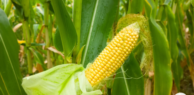 Bayer is already growing a non-GMO short corn and plans to increase what was a 30,000-acre trial in 2023 to 60,000 acres in 2024.