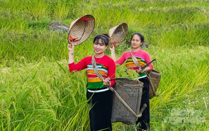 Người Thái trong trang phục truyền thống bên nương lúa. Ảnh: Quốc Toản.