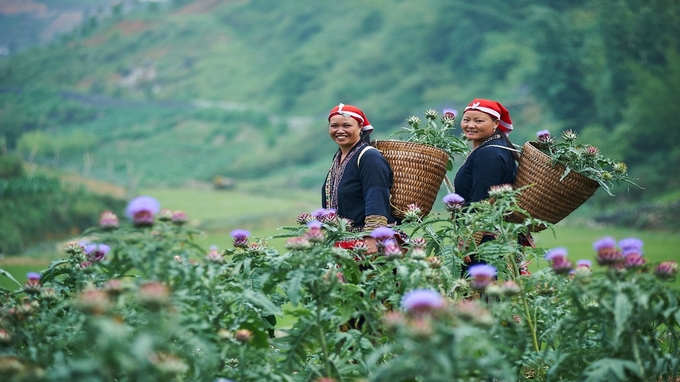 Niềm vui người dân Sa Pa thu hoạch cây actiso. Ảnh: Lưu Hòa.