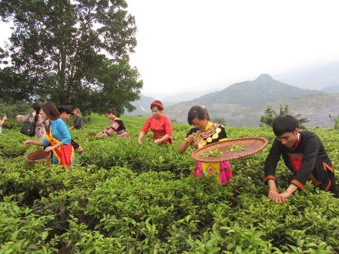 Ngày hội hái chè tại Lào Cai. Ảnh: Lưu Hòa.