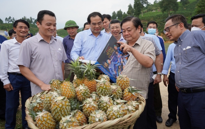 Bộ trưởng Bộ NN-PTNT Lê Minh Hoan và lãnh đạo tỉnh Lào Cai thăm vùng trồng dứa tại huyện Mường Khương (Lào Cai). Ảnh: Lưu Hòa.