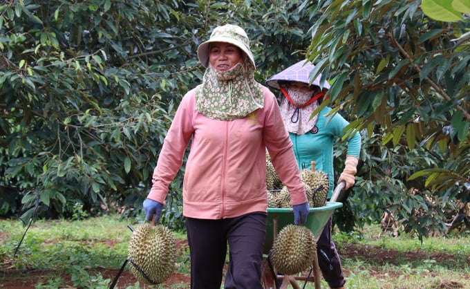 Bà Trần Thị Tươi (ngụ huyện Cư M'gar) vui mừng khi vườn sầu riêng được mùa, được giá. Ảnh: Quang Yên.
