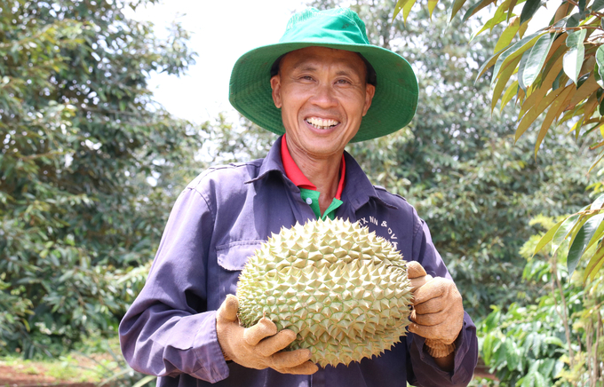 Nhiều nông dân Đắk Lắk trở thành tỷ phú nhờ sầu riêng. Ảnh: Quang Yên.