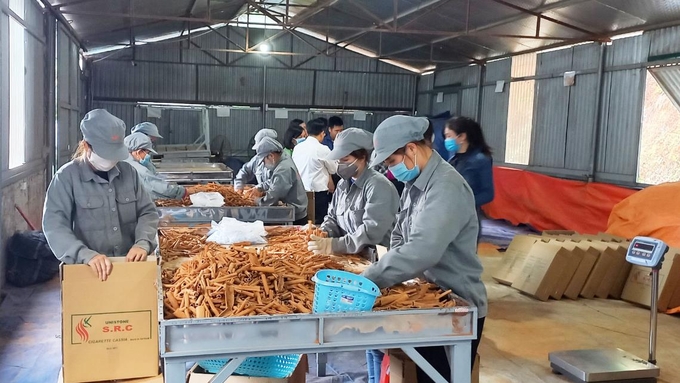 Tinh dầu quế và các sản phẩm từ vỏ quế Lào Cai được xuất đi các thị trường như Trung Quốc, Ấn Độ... Ảnh: Lưu Hòa.