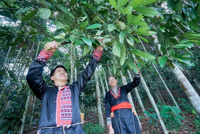 Rừng quế hữu cơ ở xã Nậm Đét (huyện Bắc Hà) đã mang lại những ngôi biệt thư cho người dân nơi đây. Ảnh: Lưu Hòa.