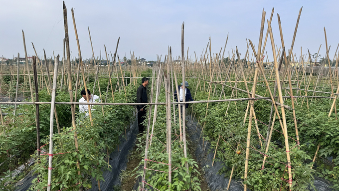 Vụ đông, nhất là trà rau phục vụ thị trường Tết mang nhập chính cho nông dân chuyên canh rau tại huyện Thạch Hà. Ảnh: Ánh Nguyệt.