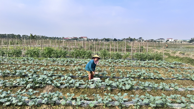 Nông dân tại các vùng chuyên canh rau huyện Thạch Hà trồng rải vụ giúp giảm áp lực trong tiêu thụ và tranh thủ được thị trường dịp Tết. Ảnh: Ánh Nguyệt.