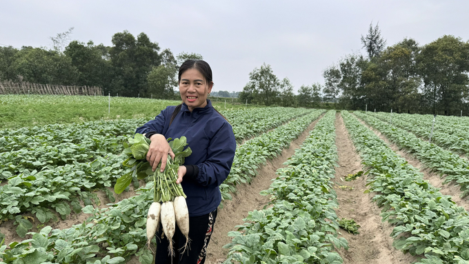 Nhờ thời tiết thuận lợi nên các loại rau vụ đông tại Hà Tĩnh năm nay phát triển tốt, cho năng suất, chất lượng cao. Ảnh: Ánh Nguyệt.