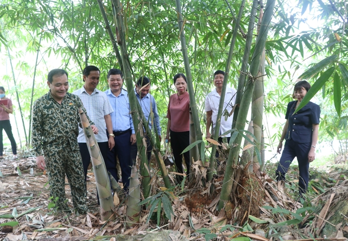 Hiện nay, huyện Trấn Yên đã hình thành vùng trồng tre Bát Độ hơn 4.200ha. Ảnh: Thanh Tiến.