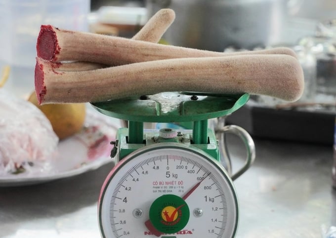 Cặp nhung hươu nặng hơn 600 gram sau khi cắt xong.