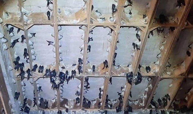 Vietnam holds significant potential for the development of swiftlet nest farming. Photo: KS.