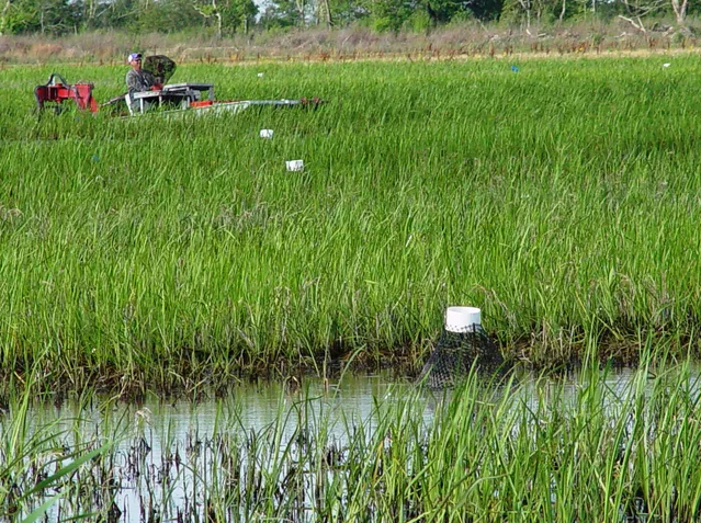 Aquaculture and rice farming have been shown to work well together in countries including the US and China.