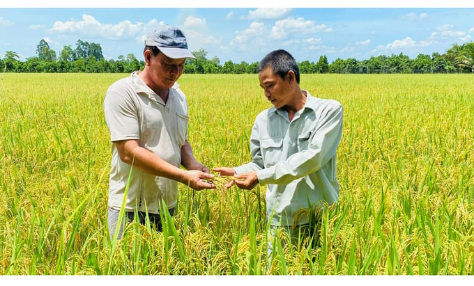 Với vai trò, vị thế mới của cây lúa, nông dân xứng đáng được hưởng những thành quả lớn hơn. Ảnh: LHV.