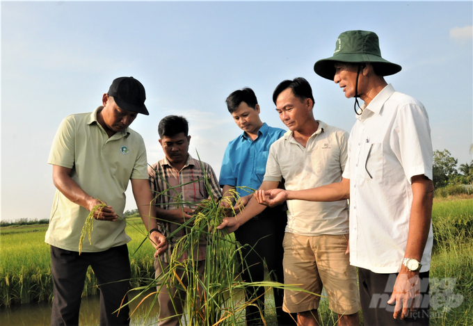 Trong hệ thống canh tác tôm – lúa, cây lúa đóng vai trò rất quan trọng về mặt môi trường, xử lý chất hữu cơ tồn đọng, tạo hệ sinh thái giúp phát triển sản xuất bền vững. Ảnh: Trung Chánh.