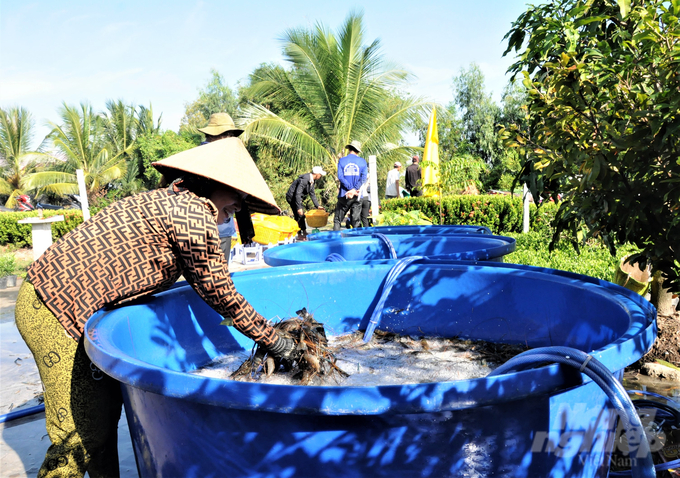 Năm nay, nông dân huyện An Minh thu hoạch vụ tôm càng xanh 'ôm gốc lúa' và vụ lúa trên nền đất nuôi tôm đều trúng mùa. Ảnh: Trung Chánh.
