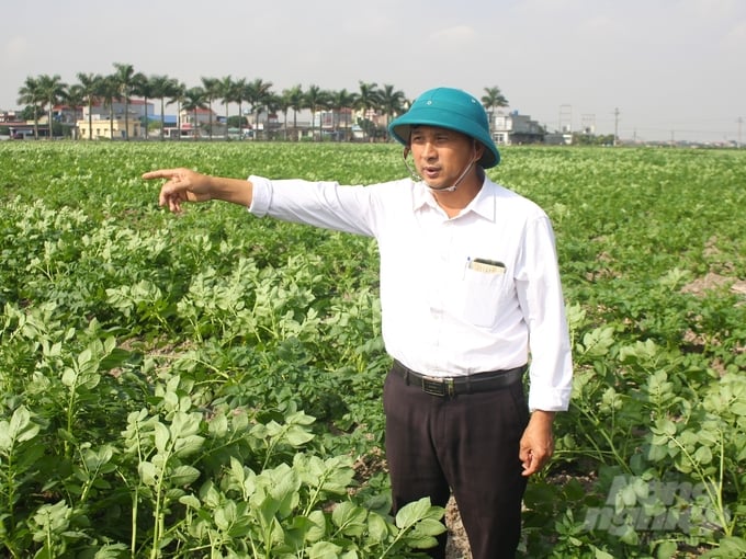 Theo ông Hoàng Đình Tâm, Giám đốc HTX Dịch vụ nông nghiệp xã Quỳnh Nguyên (Quỳnh Phụ), sản xuất vụ đông bây giờ đã khác. Ảnh: Trung Quân.