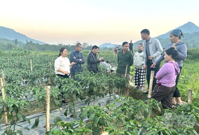 Chị Quan Thị Hằng (ngoài cùng bên trái) hướng dẫn nông dân huyện Chiêm Hóa cách liên kết bao tiêu sản phẩm. Ảnh: Đào Thanh.