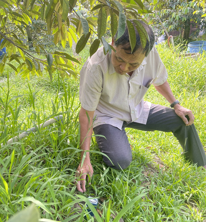 Ông Trần Văn Út Tám (trong ảnh), Tổ trưởng Tổ Khuyến nông cộng đồng xã Tân Phú (huyện Châu Thành, Bến Tre) đo độ pH đất tại vườn sầu riêng của thành viên. Ảnh: Minh Đảm.