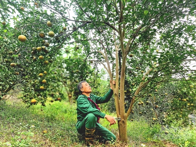 Hoạt động tích cực của lực lượng khuyến nông đã giúp mở rộng các mô hình nông nghiệp tốt ở Tuyên Quang. Ảnh: Đào Thanh.
