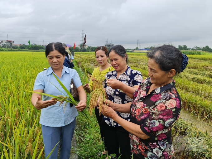 Những người làm công tác khuyến nông của Tuyên Quang đã miệt mài trong công tác, góp phần quan trọng xây dựng nên những vùng sản xuất nông sản hàng hóa lớn của tỉnh. Ảnh: Đào Thanh.