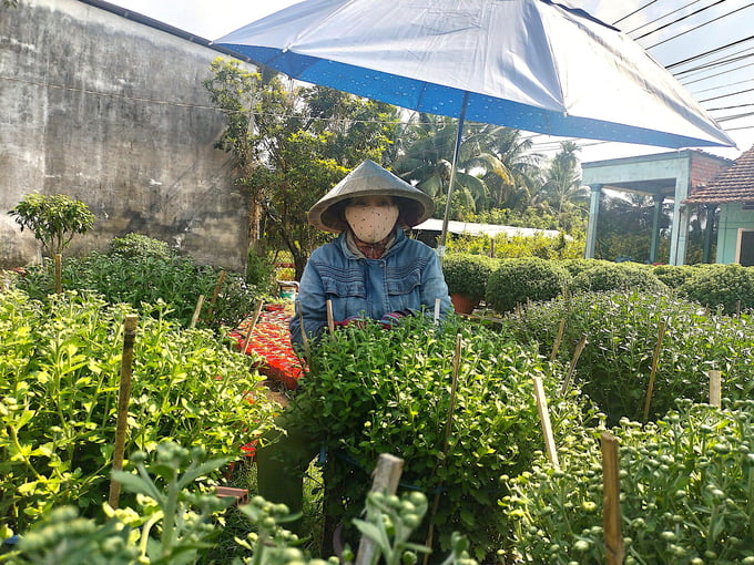 Bà Nguyễn Thị Nghĩa cho biết hoa cúc mâm xôi của gia đình được thương lái đặt cọc thu mua hết từ 2 tháng trước. Ảnh: Minh Đảm.