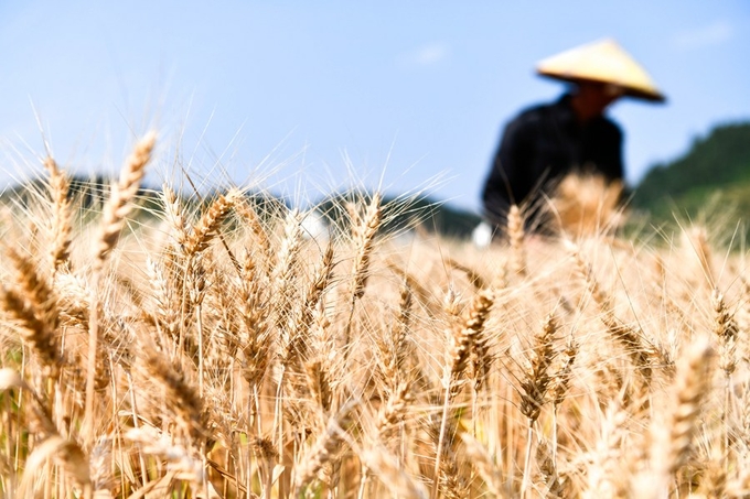 A farmer harvests at a wheat field at Yantang village of Kaiyang county in Guiyang, Southwest China's Guizhou province, May 31, 2023. Photo: Xinhua