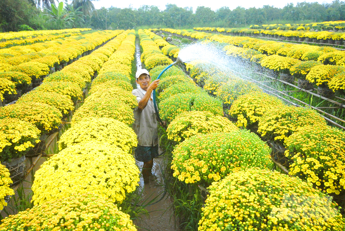 Hiện nay, làng hoa - kiểng Sa Đéc đã trở thành trung tâm sản xuất, kinh doanh hoa - kiểng lớn của vùng ĐBSCL. Ảnh: Lê Hoàng Vũ.