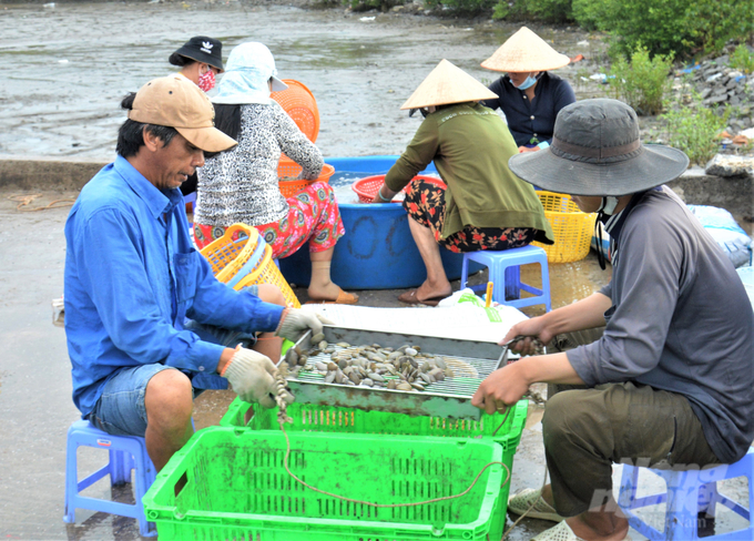 Hết 'lệnh cấm', các cơ sở thu gom, sơ chế, chế biến nghêu lụa tại các vùng ven biển tỉnh Kiên Giang bắt đầu hoạt động nhộn nhịp trở lại. Ảnh: Trung Chánh.