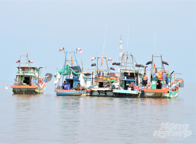 Sau khi 'lệnh cấm' hết hạn, cơ quan chức năng và các địa phương tỉnh Kiên Giang sẽ cấp giấp phép cho tàu cá có chiều dài lớn nhất dưới 12m hoạt động khai thác nhuyễn thể hai mảnh vỏ trở lại từ ngày 1/1/2024. Ảnh: Trung Chánh.