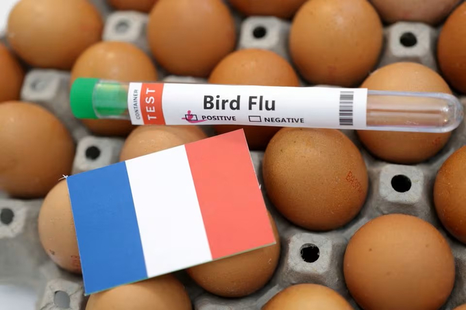 Cuối năm 2023, Pháp đã nâng cảnh báo cúm gia cầm từ mức 'trung bình' lên mức 'cao' trên toàn quốc sau khi xác nhận ổ dịch tại một trang trại nuôi gà tây ở khu vực Tây Bắc nước này. Ảnh: Reuters.