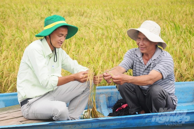 Năm 2023, tỉnh Kiên Giang gieo trồng lúa đạt gần 713.000ha, tăng gần 13.000ha so với kế hoạch, lúa chất lượng cao chiếm trên 97% diện tích gieo trồng. Ảnh: Trung Chánh.