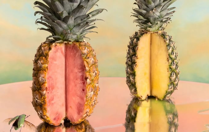The PinkGlow Pineapple by Fresh Del Monte is bioengineered to have pink flesh and a sweetened taste.