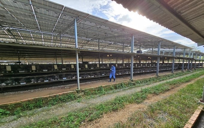 Trang trại nuôi bồ câu Pháp khép kín của HTX Chăn nuôi và sản xuất Quốc Anh tại xã Ninh Sơn (thị xã Ninh Hòa, Khánh Hòa). Ảnh: KS.