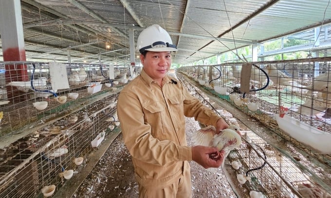 Mỗi tháng, HTX cung cấp ra thị trường hàng chục nghìn chim thương phẩm đã làm sạch. Ảnh: KS.