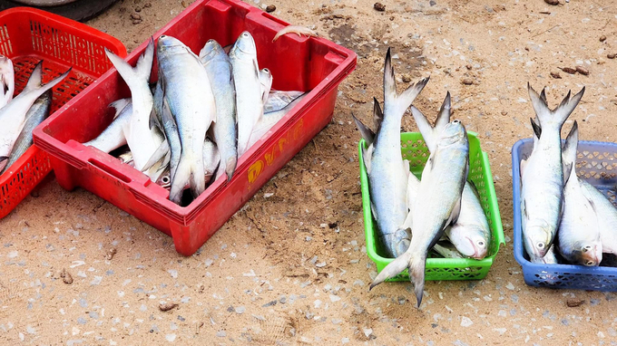 Ngư dân được mùa cá ngứa bán với giá trung bình 600 ngàn đồng/kg. Ảnh: T. Thành